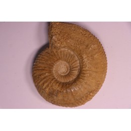 PARAGARANTIANA SULLYENSIS - bajocian  Bayeux -14 - FRANCE