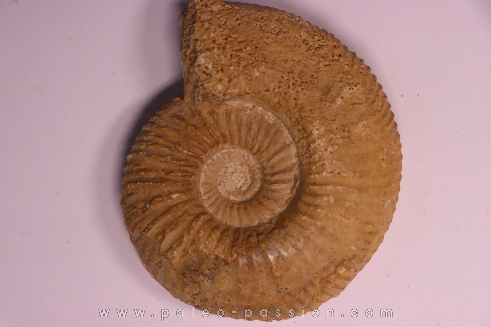 PARAGARANTIANA SULLYENSIS - bajocian Bayeux -14 - FRANCE