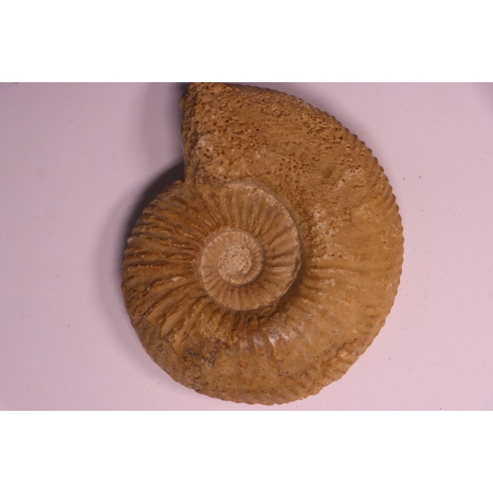 PARAGARANTIANA SULLYENSIS - bajocian  Bayeux -14 - FRANCE