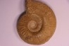 PARAGARANTIANA SULLYENSIS  bajocien  Bayeux -14 - FRANCE
