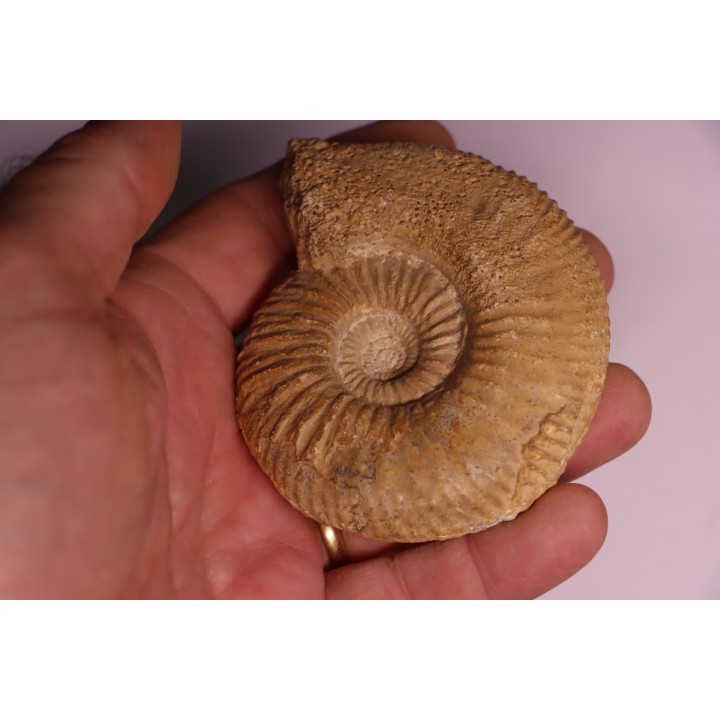 PARAGARANTIANA SULLYENSIS - bajocian  Bayeux -14 - FRANCE
