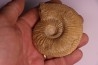 PARAGARANTIANA SULLYENSIS - bajocian Bayeux -14 - FRANCE