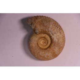 PARAGARANTIANA SULLYENSIS  bajocien  Bayeux -14 - FRANCE