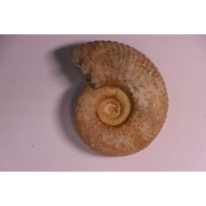 PARAGARANTIANA SULLYENSIS - bajocian  Bayeux -14 - FRANCE