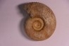 PARAGARANTIANA SULLYENSIS - bajocian Bayeux -14 - FRANCE