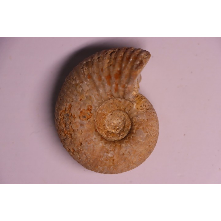 PARAGARANTIANA SULLYENSIS - bajocian  Bayeux -14 - FRANCE