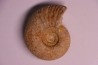 PARAGARANTIANA SULLYENSIS bajocien Bayeux -14 - FRANCE