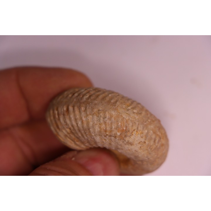 PARAGARANTIANA SULLYENSIS - bajocian  Bayeux -14 - FRANCE