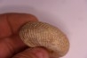PARAGARANTIANA SULLYENSIS - bajocian Bayeux -14 - FRANCE