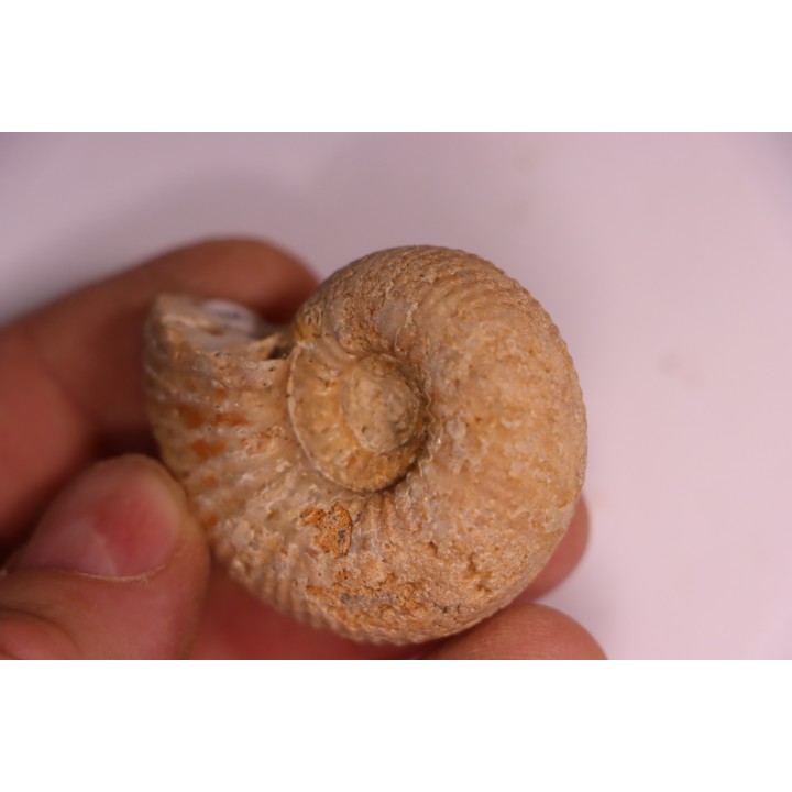 PARAGARANTIANA SULLYENSIS  bajocien  Bayeux -14 - FRANCE