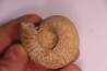 PARAGARANTIANA SULLYENSIS - bajocian Bayeux -14 - FRANCE