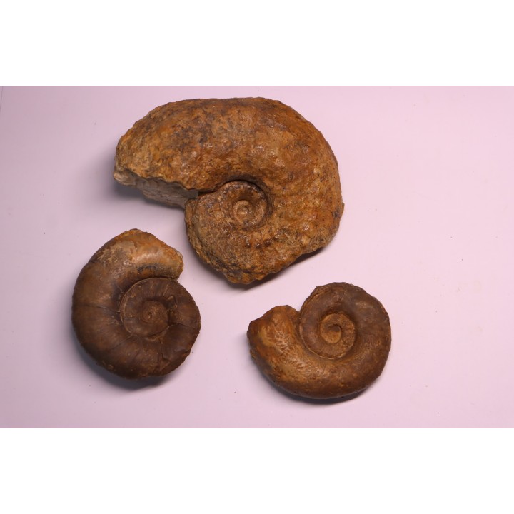 2 Lytoceras fimbriatum et 1 liparoceras - Carixien - Pont Saint Vincent - FRANCE