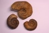 2 Lytoceras fimbriatum et 1 liparoceras - Carixien - Pont Saint Vincent - FRANCE