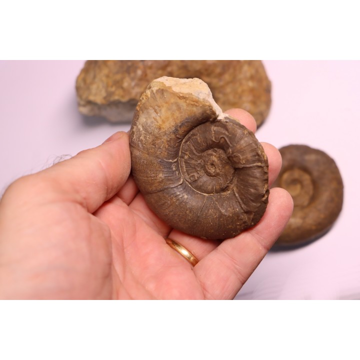 2 Lytoceras fimbriatum et 1 liparoceras - Carixien - Pont Saint Vincent - FRANCE