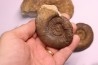2 Lytoceras fimbriatum et 1 liparoceras - Carixien - Pont Saint Vincent - FRANCE