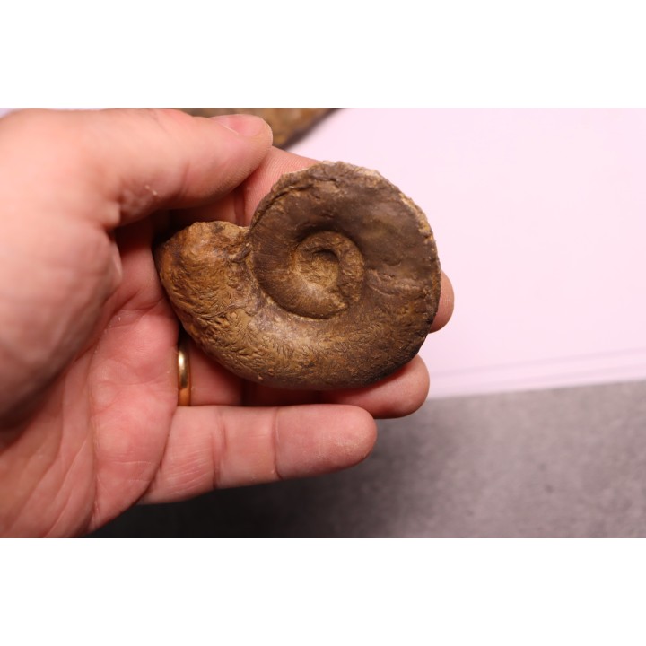 2 Lytoceras fimbriatum et 1 liparoceras - Carixien - Pont Saint Vincent - FRANCE