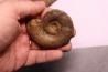 2 Lytoceras fimbriatum et 1 liparoceras - Carixien - Pont Saint Vincent - FRANCE
