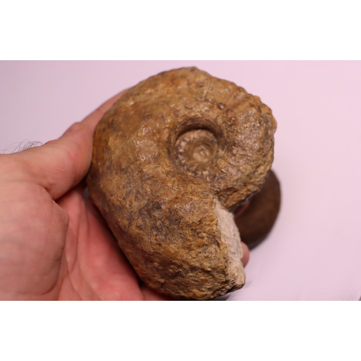 2 Lytoceras fimbriatum et 1 liparoceras - Carixien - Pont Saint Vincent - FRANCE