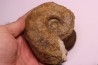2 Lytoceras fimbriatum et 1 liparoceras - Carixien - Pont Saint Vincent - FRANCE