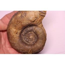 Lytoceras fimbriatum - Carixien - Pont Saint Vincent - FRANCE