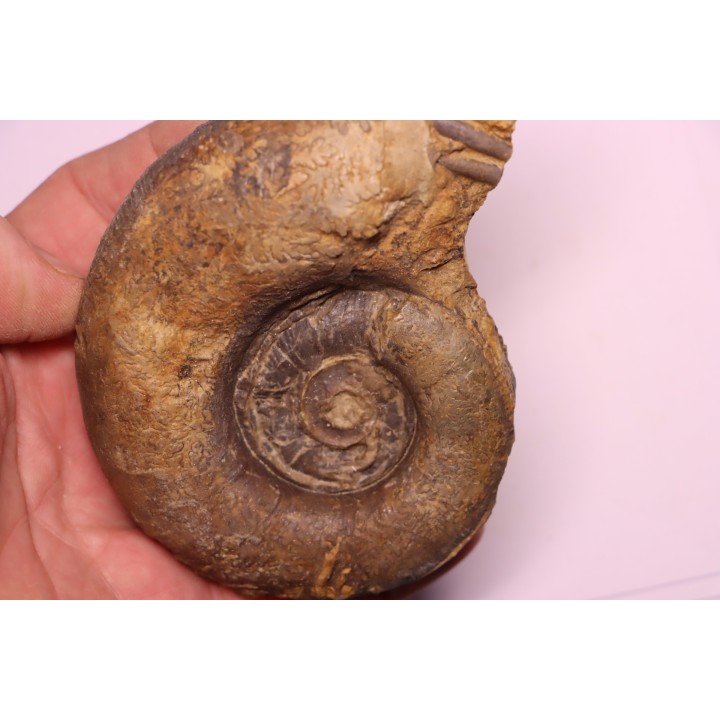 Lytoceras fimbriatum - Carixien - Pont Saint Vincent - FRANCE