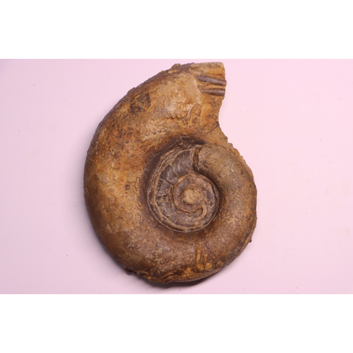Lytoceras fimbriatum - Carixien - Pont Saint Vincent - FRANCE