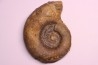 Lytoceras fimbriatum - Carixien - Pont Saint Vincent - FRANCE
