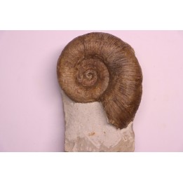 Lytoceras fimbriatum - Carixien - Pont Saint Vincent - FRANCE