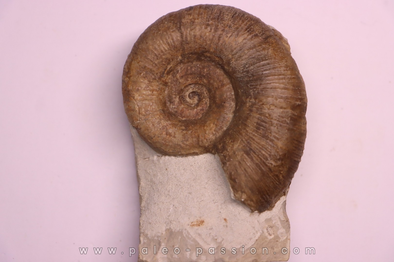 Lytoceras fimbriatum - Carixien - Pont Saint Vincent - FRANCE
