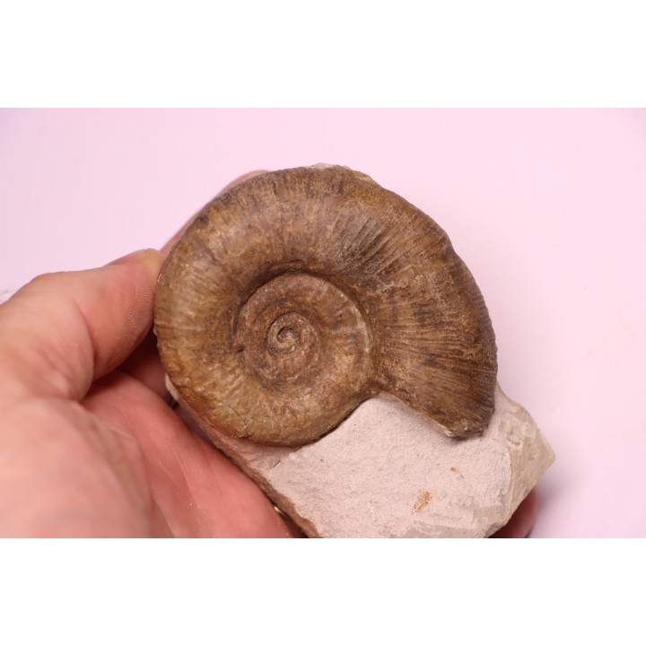Lytoceras fimbriatum - Carixien - Pont Saint Vincent - FRANCE