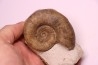 Lytoceras fimbriatum - Carixien - Pont Saint Vincent - FRANCE