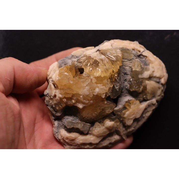 bivalve fossil CLAM with honey calcite geode: Mercenaria permagna - Pleistocene - Nashua Fmt - Okeechobee County, Florida, USA