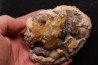 fossile CLAM avec geode de calcite miel : Mercenaria permagna - Pleistocene - Nashua Fmt - Okeechobee County, Florida, USA
