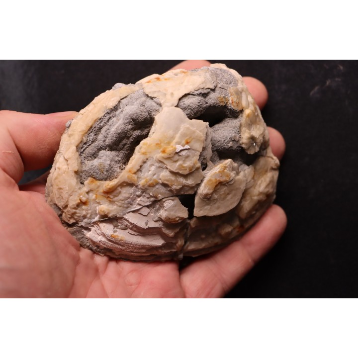 fossile CLAM avec geode de calcite miel : Mercenaria permagna - Pleistocene - Nashua Fmt - Okeechobee County, Florida, USA