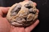bivalve fossil CLAM with honey calcite geode: Mercenaria permagna - Pleistocene - Nashua Fmt - Okeechobee County, Florida, USA