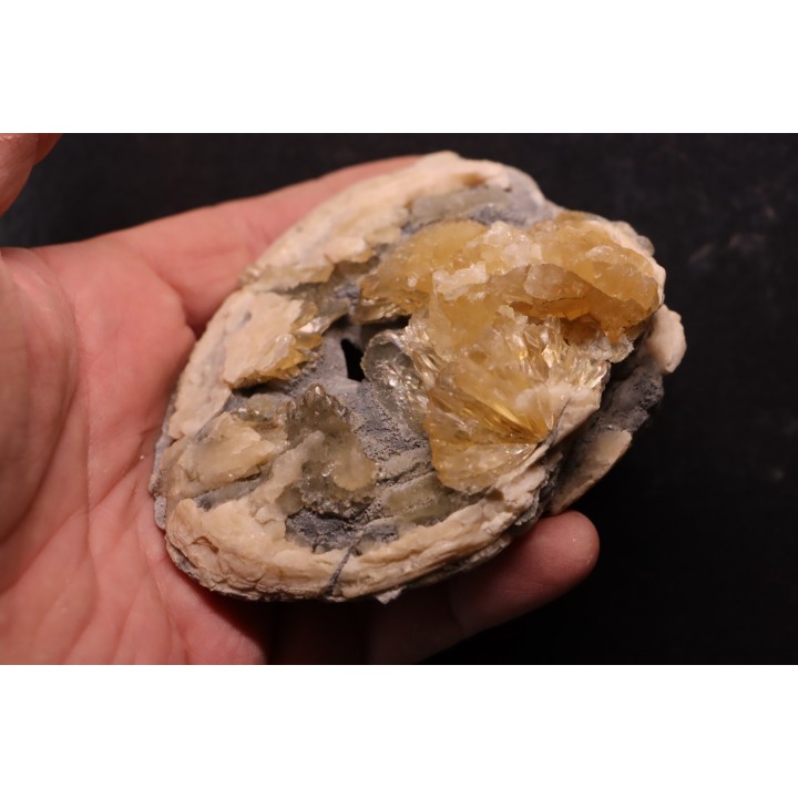 bivalve fossil CLAM with honey calcite geode: Mercenaria permagna - Pleistocene - Nashua Fmt - Okeechobee County, Florida, USA