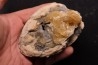 fossile CLAM avec geode de calcite miel : Mercenaria permagna - Pleistocene - Nashua Fmt - Okeechobee County, Florida, USA