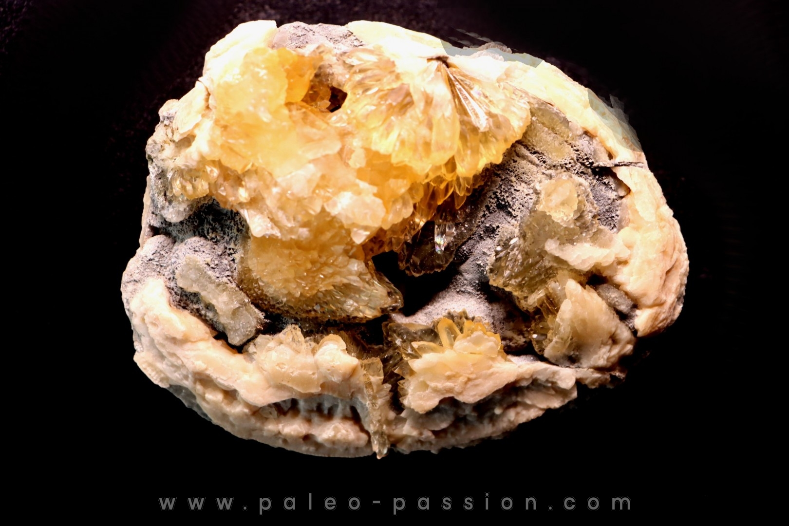 bivalve fossil CLAM with honey calcite geode: Mercenaria permagna - Pleistocene - Nashua Fmt - Okeechobee County, Florida, USA