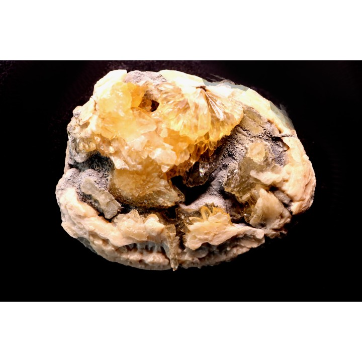 fossile CLAM avec geode de calcite miel : Mercenaria permagna - Pleistocene - Nashua Fmt - Okeechobee County, Florida, USA