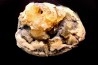 bivalve fossil CLAM with honey calcite geode: Mercenaria permagna - Pleistocene - Nashua Fmt - Okeechobee County, Florida, USA