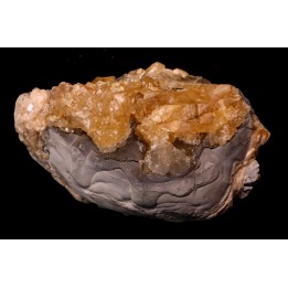 fossile CLAM avec geode de calcite miel : Mercenaria permagna - Pleistocene - Nashua Fmt - Okeechobee County, Florida, USA