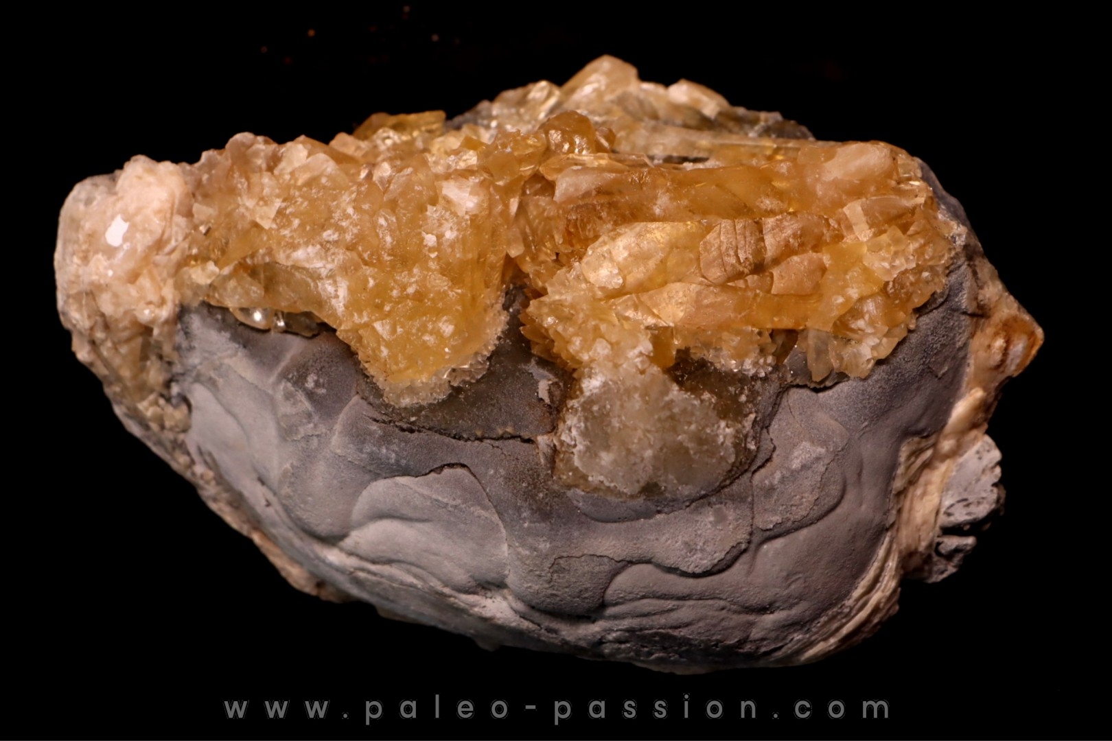 bivalve fossil CLAM with honey calcite geode: Mercenaria permagna - Pleistocene - Nashua Fmt - Okeechobee County, Florida, USA