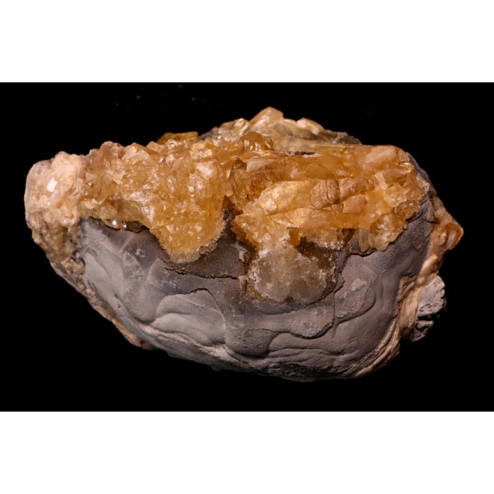 bivalve fossil CLAM with honey calcite geode: Mercenaria permagna - Pleistocene - Nashua Fmt - Okeechobee County, Florida, USA