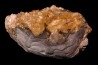 bivalve fossil CLAM with honey calcite geode: Mercenaria permagna - Pleistocene - Nashua Fmt - Okeechobee County, Florida, USA