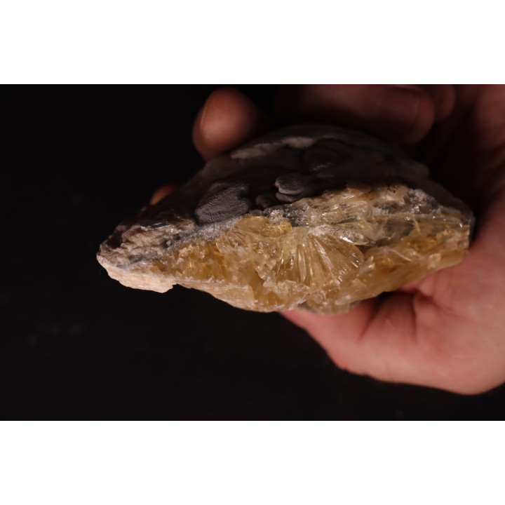 bivalve fossil CLAM with honey calcite geode: Mercenaria permagna - Pleistocene - Nashua Fmt - Okeechobee County, Florida, USA