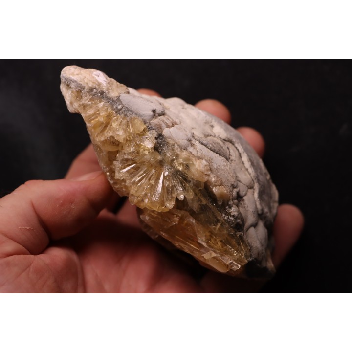 bivalve fossil CLAM with honey calcite geode: Mercenaria permagna - Pleistocene - Nashua Fmt - Okeechobee County, Florida, USA