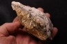 bivalve fossil CLAM with honey calcite geode: Mercenaria permagna - Pleistocene - Nashua Fmt - Okeechobee County, Florida, USA