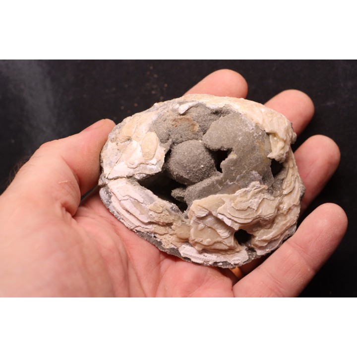 fossile CLAM avec geode de calcite miel : Mercenaria permagna - Pleistocene - Nashua Fmt - Okeechobee County, Florida, USA