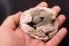 bivalve fossil CLAM with honey calcite geode: Mercenaria permagna - Pleistocene - Nashua Fmt - Okeechobee County, Florida, USA