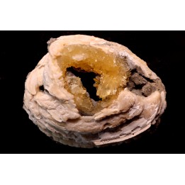 fossile CLAM avec geode de calcite miel : Mercenaria permagna - Pleistocene - Nashua Fmt - Okeechobee County, Florida, USA